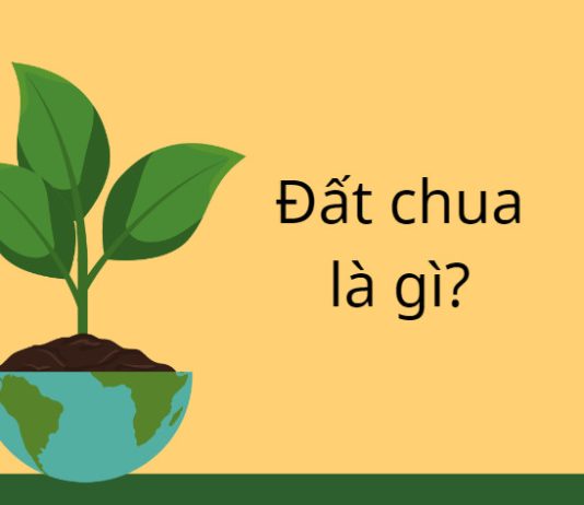 dat chua la gi
