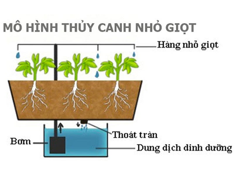 trong cay thuy canh