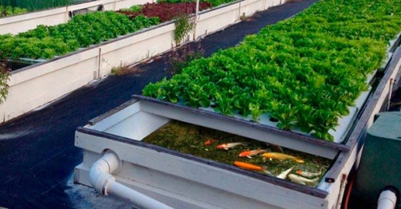 Aquaponics la gi