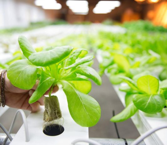 Gối Vụ Rau Thủy Canh: Tối Ưu Hóa Năng Suất và Hiệu Quả Trồng Trọt goi vu rau thuy canh