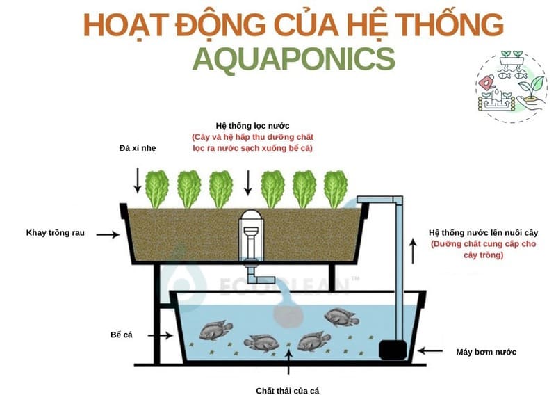 mo hinh Aquaponics