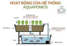 mo hinh Aquaponics la gi