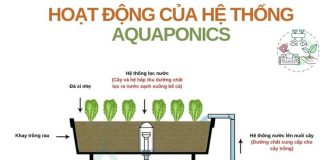 mo hinh Aquaponics la gi