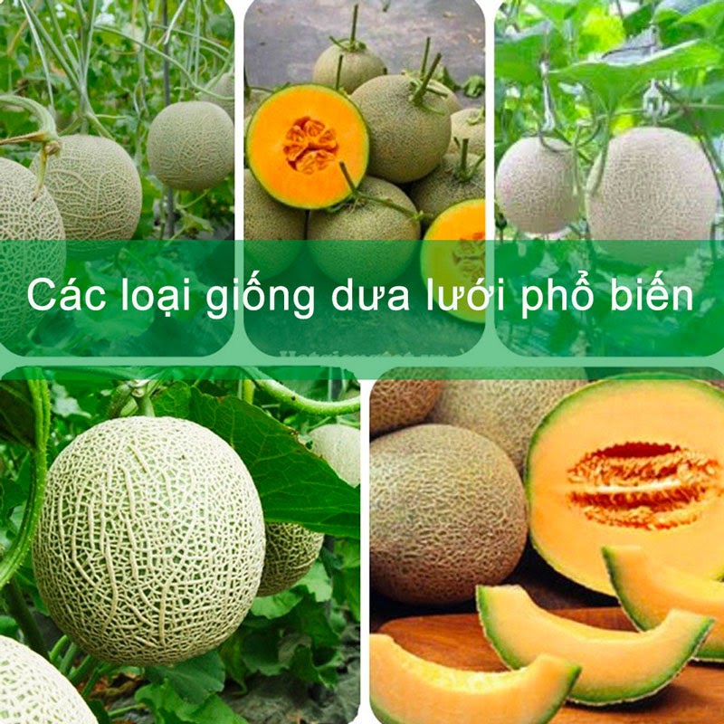 cach trong dua luoi dung ky thuat