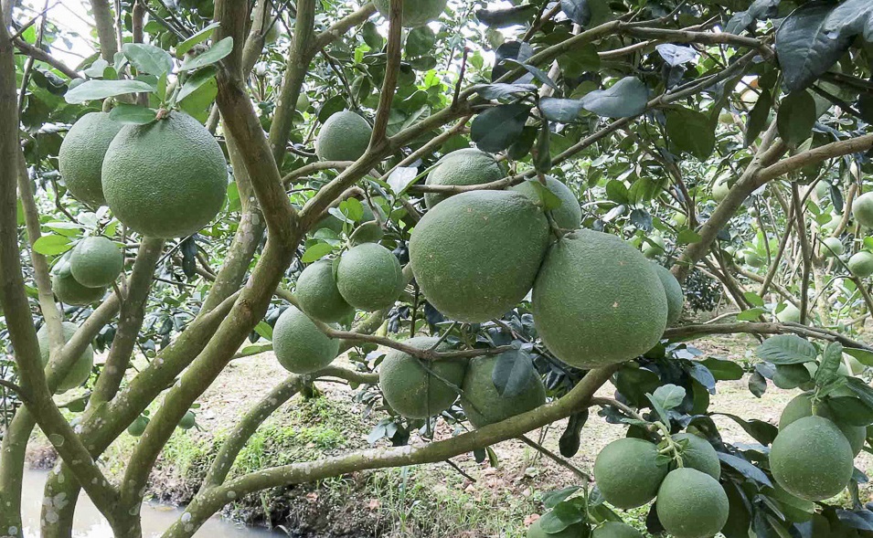 cach trong buoi da xanh dung ky thuat