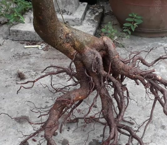 cach trong cay bi vo bau