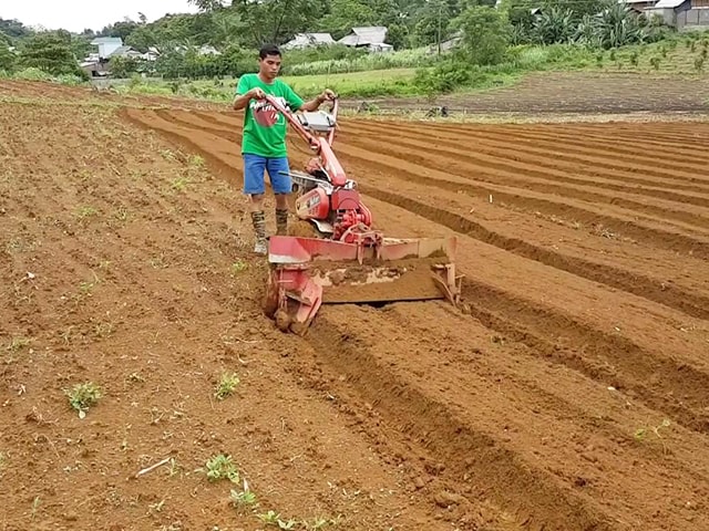 trong khoai lang dung ky thuat